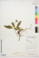 登錄號:S207860藏品圖，第1張