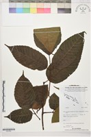 登錄號:S207861藏品圖，第1張