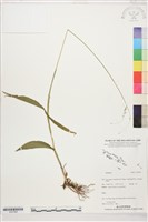 登錄號:S207862藏品圖，第1張