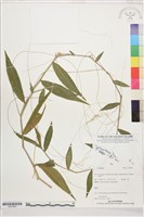 登錄號:S207864藏品圖，第1張