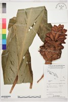 登錄號:S207865藏品圖，第1張