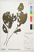 登錄號:S207866藏品圖，第1張