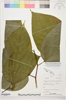 登錄號:S207867藏品圖，第1張