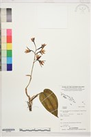 登錄號:S207868藏品圖，第1張