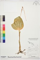 登錄號:S207869藏品圖，第1張