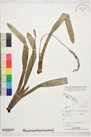 登錄號:S207870藏品圖，第1張