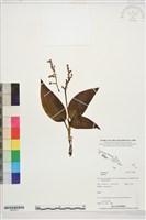 登錄號:S207871藏品圖，第1張