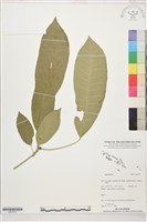 登錄號:S207872藏品圖，第1張