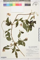 小木通藏品圖，第1張