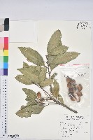 三斗石櫟藏品圖，第1張