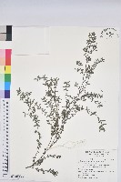 斑地錦藏品圖，第1張