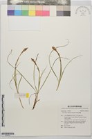 茶色扁果薹藏品圖，第1張