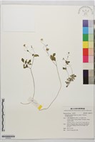 大花傅氏唐松草藏品圖，第1張