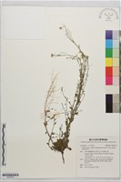 玉山筷子芥藏品圖，第1張