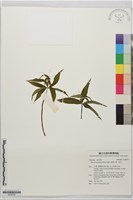 狹葉七葉一枝花藏品圖，第1張