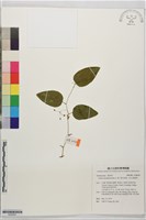 巒大菝契、防己葉菝契藏品圖，第1張