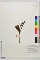 立花蘭藏品圖，第1張