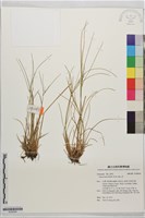 阿里山燈心草藏品圖，第1張