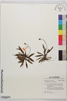 長葉車前草藏品圖，第1張