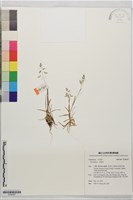 早熟禾藏品圖，第1張
