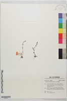 塔塔加龍膽藏品圖，第1張