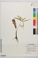 長行天南星、雷公統藏品圖，第1張
