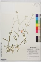 亞毛無心菜藏品圖，第1張