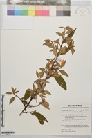 玉山胡頹子藏品圖，第1張