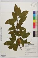 臺灣稠李、塔山櫻藏品圖，第1張