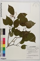 樺葉莢迷、玉山莢迷藏品圖，第1張