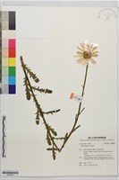 雛菊藏品圖，第1張