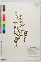 黑龍江柳葉菜藏品圖，第1張