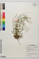 玉山筷子芥藏品圖，第1張