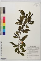 塔山鼠李藏品圖，第1張