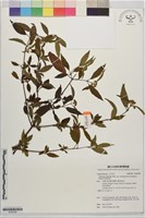 狹葉莢迷藏品圖，第1張