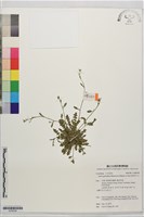 葉芽筷子芥藏品圖，第1張
