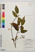 臺灣稠李、塔山櫻藏品圖，第1張