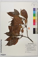 昆欄樹藏品圖，第1張
