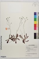 山間黃鵪菜藏品圖，第1張