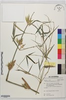 水竹、孟宗竹藏品圖，第1張