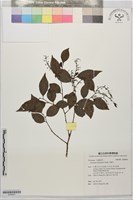 米飯花藏品圖，第1張