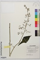 山苦藚、假福王草藏品圖，第1張