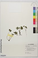 三葉山芹菜藏品圖，第1張