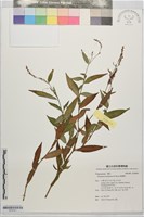 睫穗蓼藏品圖，第1張