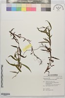 盤腺蓼藏品圖，第1張