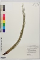 針藺藏品圖，第1張