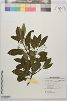 厚葉衛矛, 源一木藏品圖，第1張