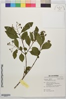 臭黃荊藏品圖，第1張
