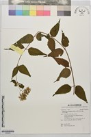 田代氏澤蘭藏品圖，第1張