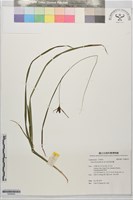 短莖宿柱薹藏品圖，第1張